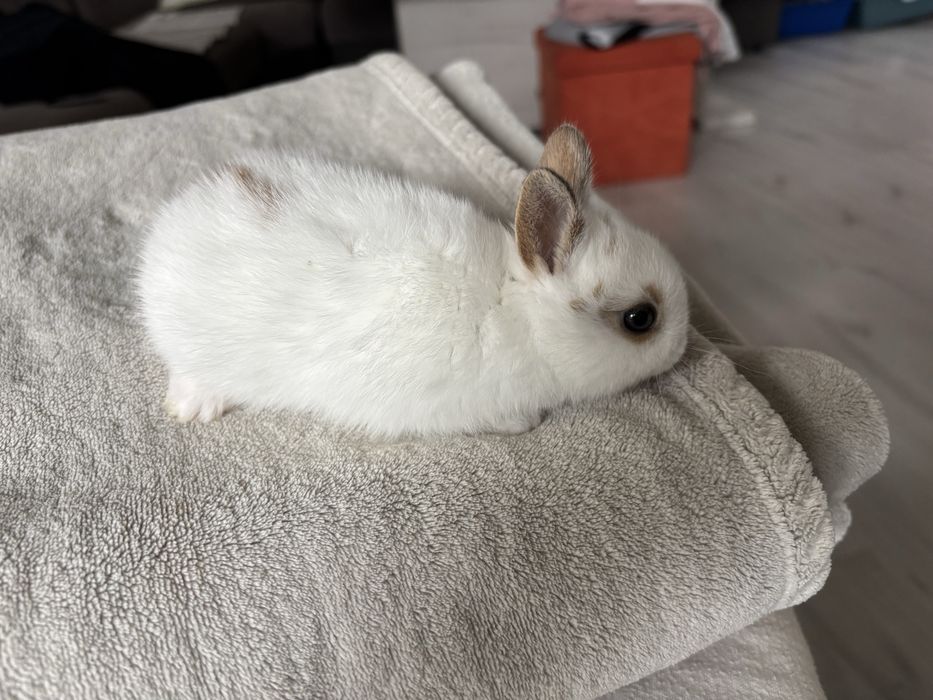 Холандско джудже