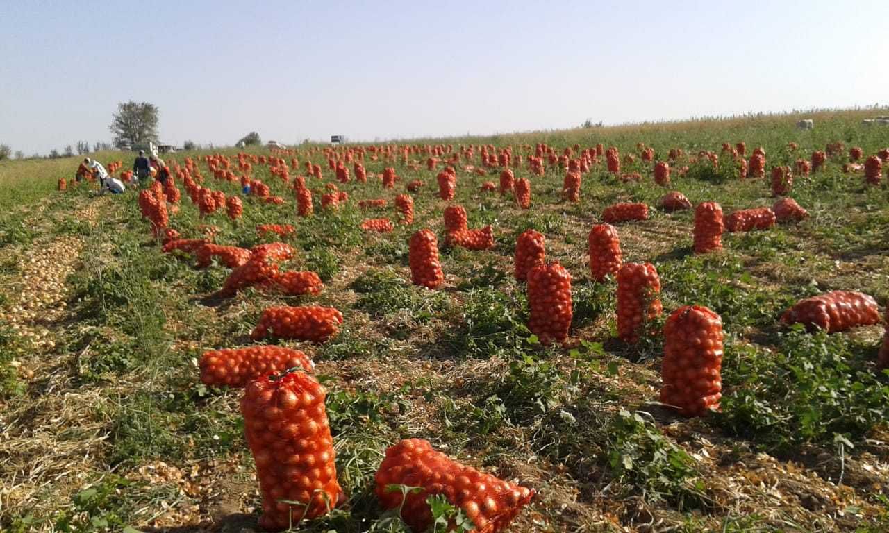 Семена лука, разные сорта