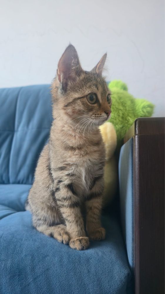 Котонок ищет дом.