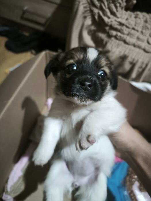 Donez catelusa de maxim o luna probabil pechineza