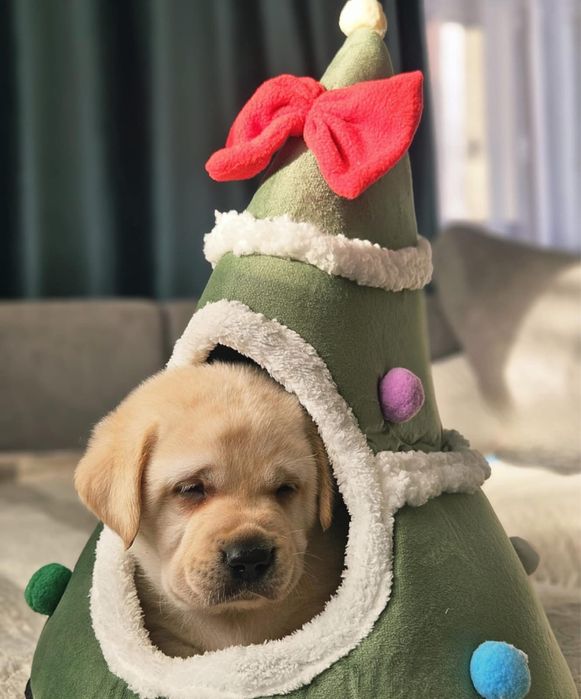 Labrador retriever pedigree