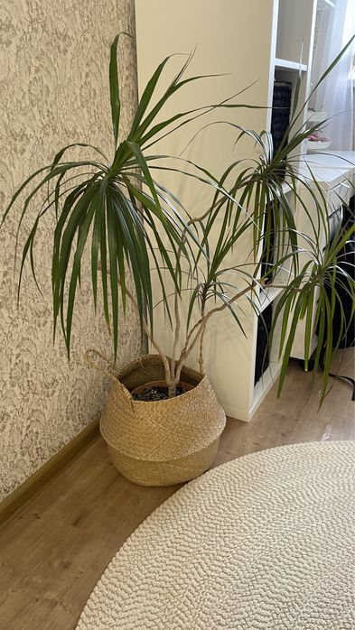 Большой цветок Драцена