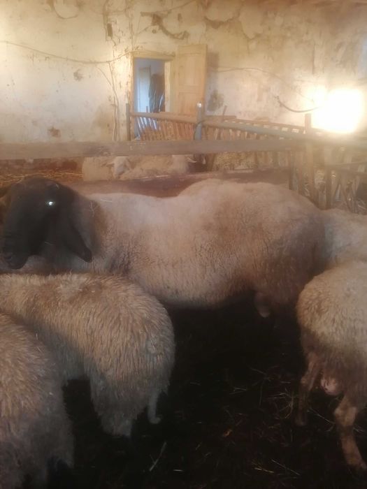 Продавам мъжко агне, коч за разплод клане курбан около 130 кг.