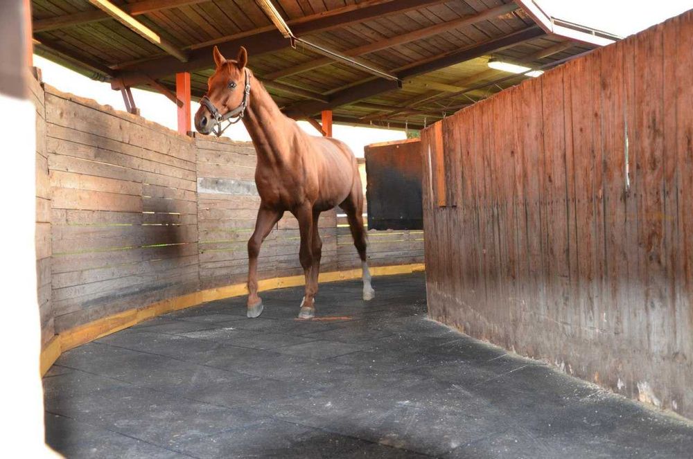 Резиновые плиты для вашего скота | Мollaringiz uchun kauchuk plitalar