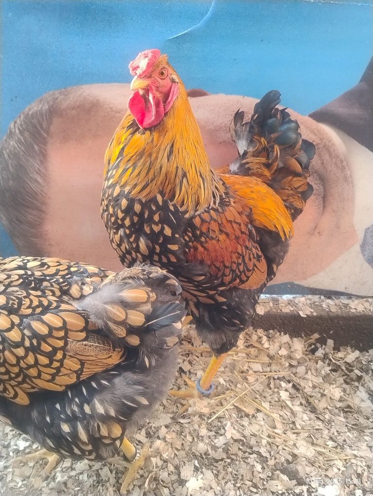 Familie găini  MARANS
