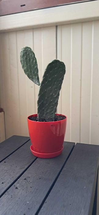 Кактуси, големи, красиви.