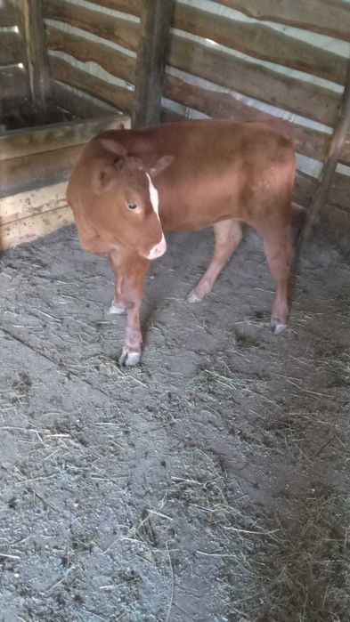 Vand vaca angus cu vitea