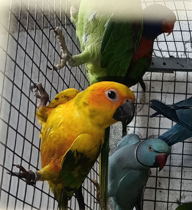 Коледна промоция на папагали