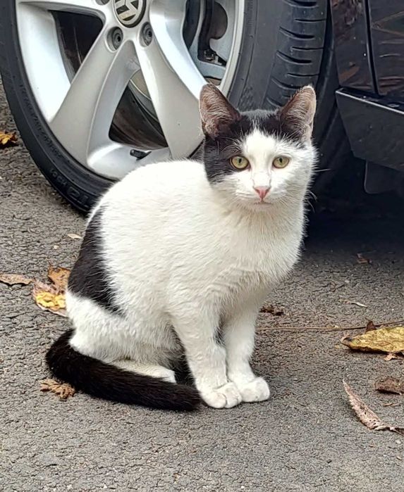 Cei 4 muschetari cu alb, negru si gri