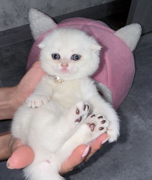 Котята в Самарканде