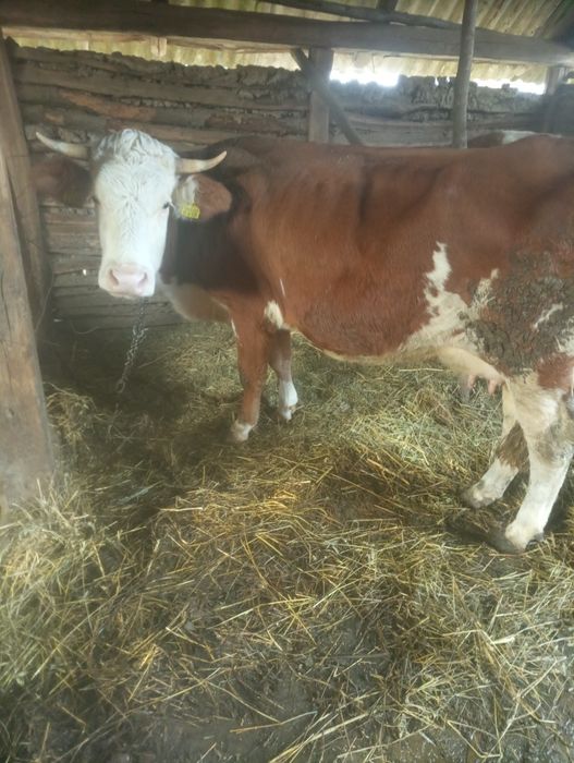 De vânzare trei vaci