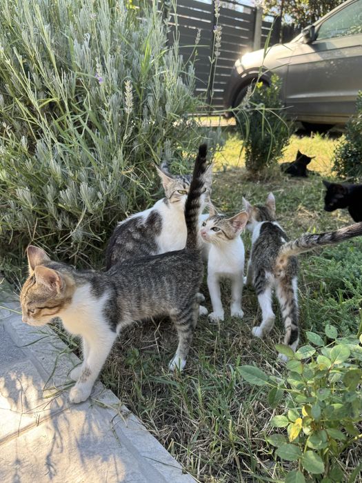 Pisicuti pt adoptie