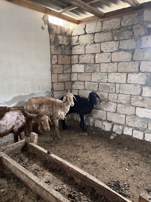 Осы 3 қой сатылады