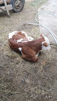 Vaca bălțată in vârstă de 7 ani
