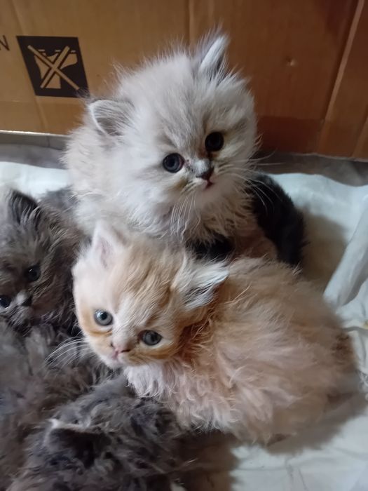 Персийски котки женски и мъжки