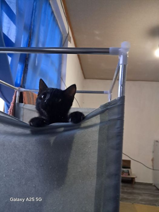 Котята в хорошие руки