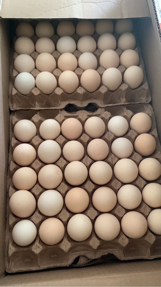 Инкубационные яйца бройлер Кобб-500