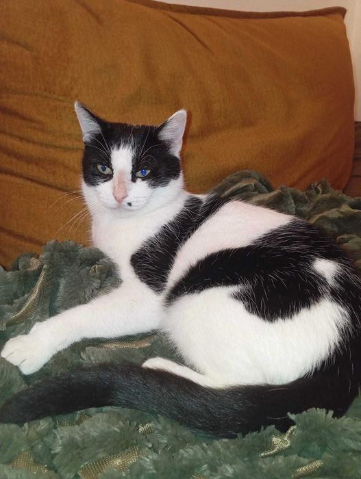 Cadou gratis Mos Nicolae/Craciun pisica 1 an sterilizata