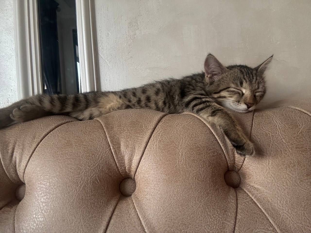 Отдам котшку в хорошие руки