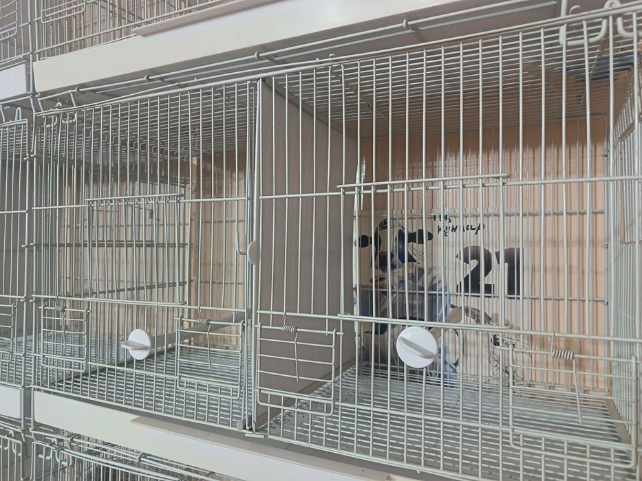 Kanareyka uchun parofka qafaslar sotiladilar