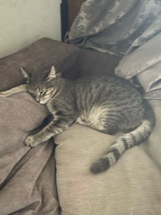 Кот               .