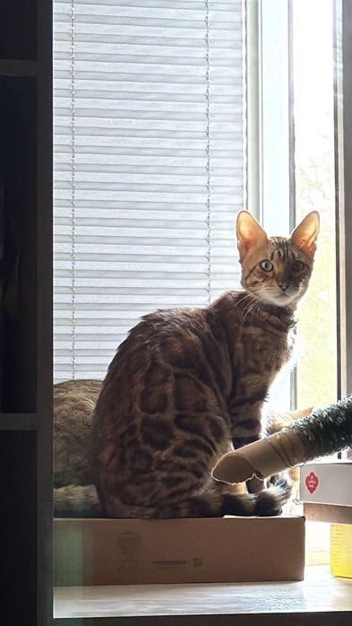 Bengal Ona mushuk va bolalari oʻgʻil qiz bor, bolalari 1,5 oylik