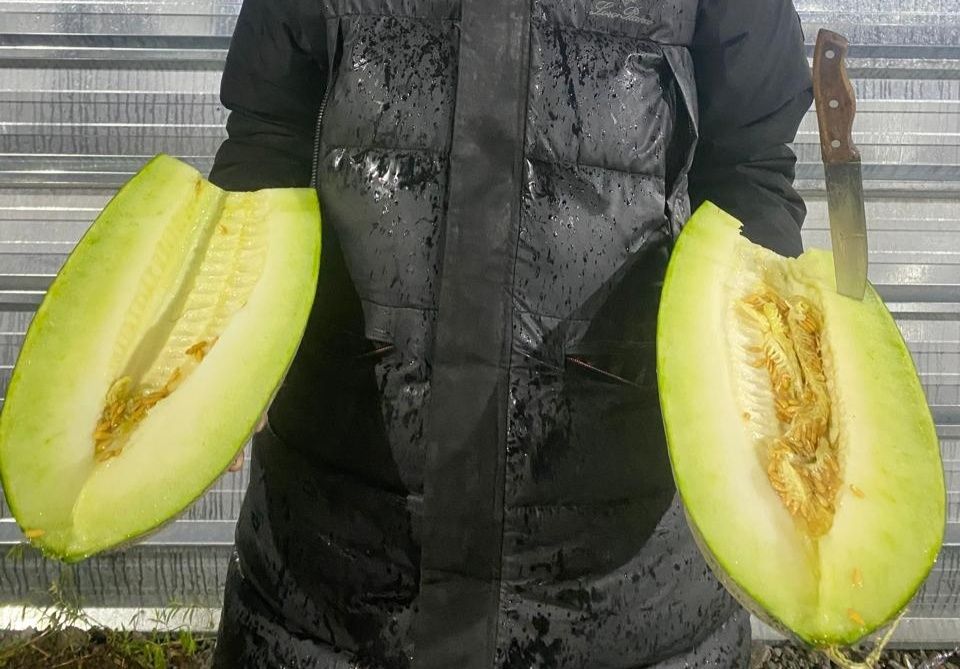 Кыскы кауын карбыз өте дамды 100%