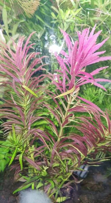 Аквариумни растения