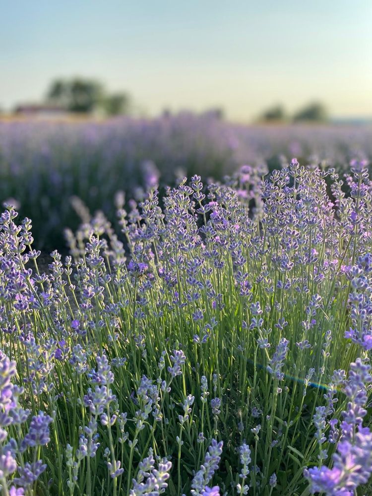 Vand floare de lavanda pt distilat
