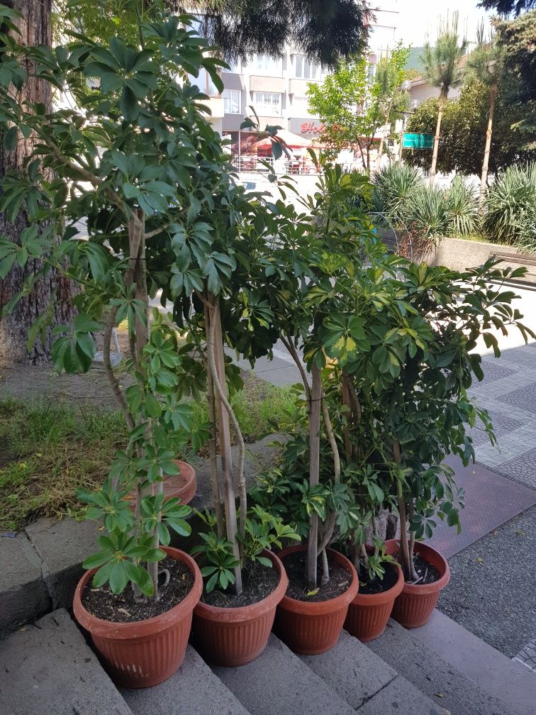 Продавам Шефлера / Schefflera 10 годишна, 170 см. височина, 10 броя