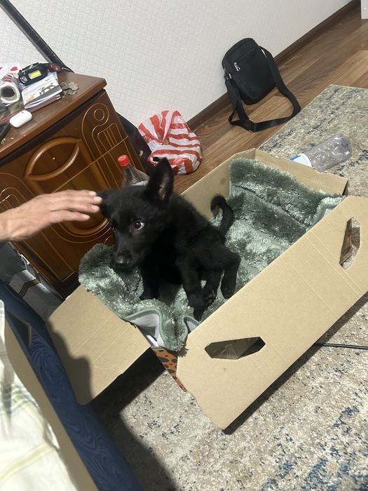 Продаю восточно европейского овчару