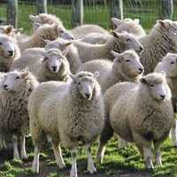 Продам баранов/овец