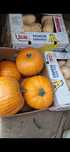 Vand dovleci placintari de copt Halloween