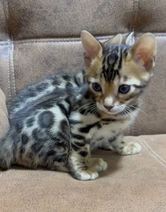 Bengal mushukchalar