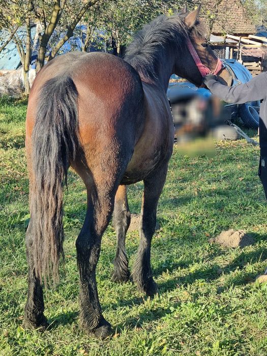 Vând Mânz castrat foarte cuminte