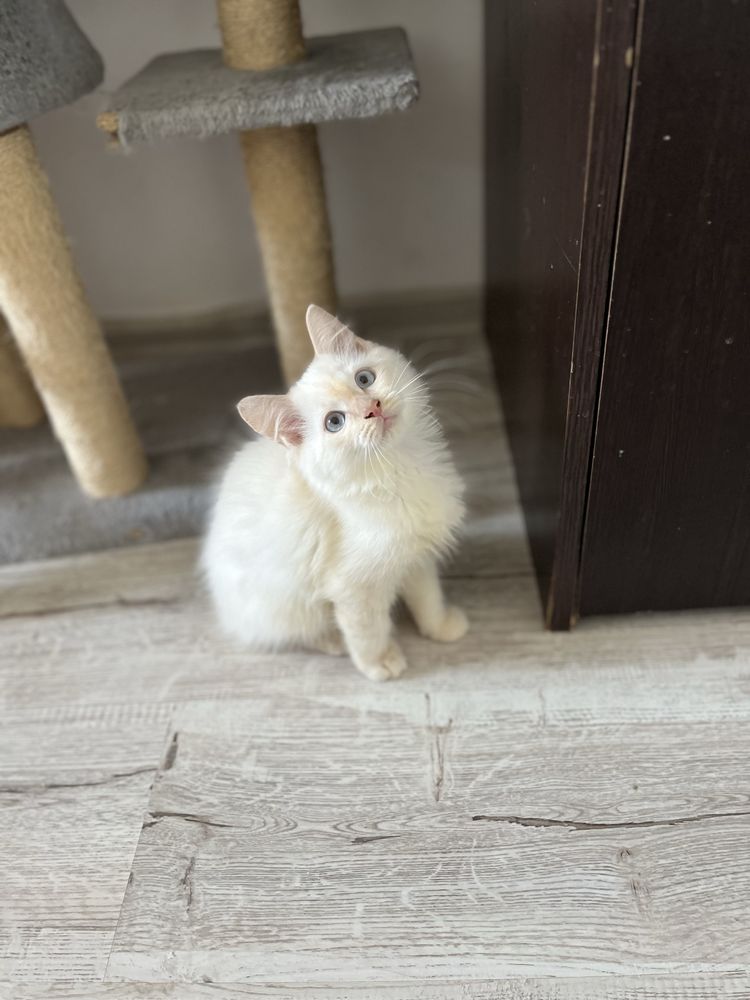 Mascul Ragdoll flame point