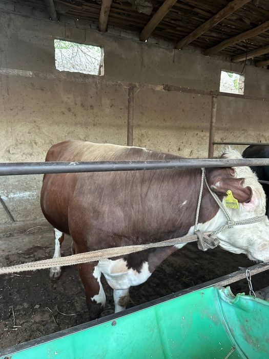 Buqa grinford 1 yosh