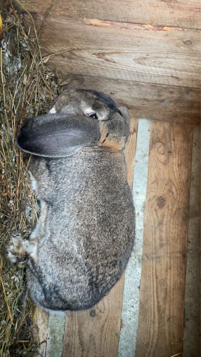 Iepuri berbec german