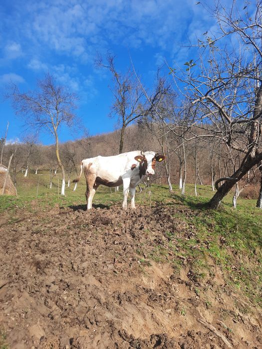 Vând vaca de trei ani jumate