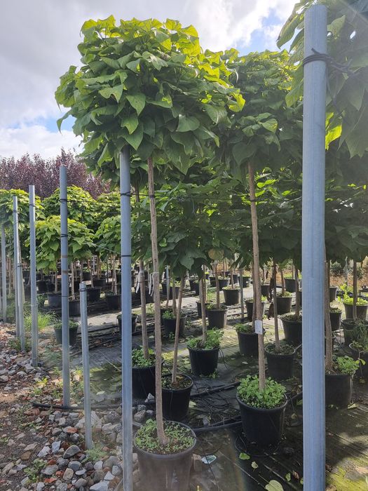 Catalpa globulara- Platan - Mesteacan