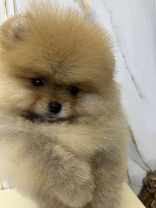 Померанский шпиц