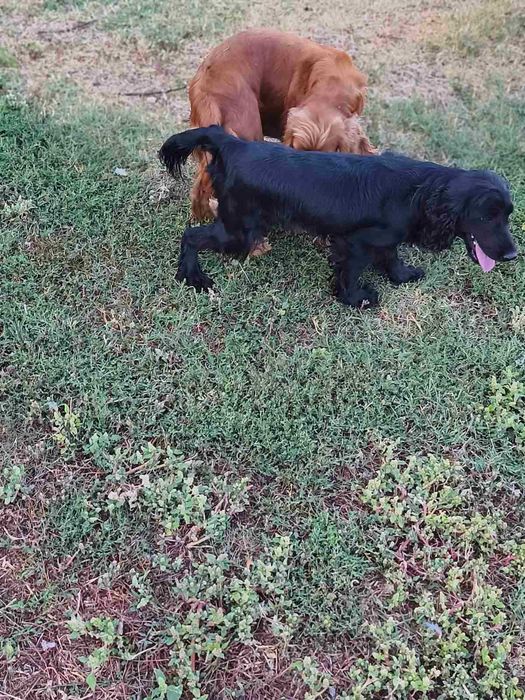 Английски кокер шпаньол,  кокер "шпаниоли"