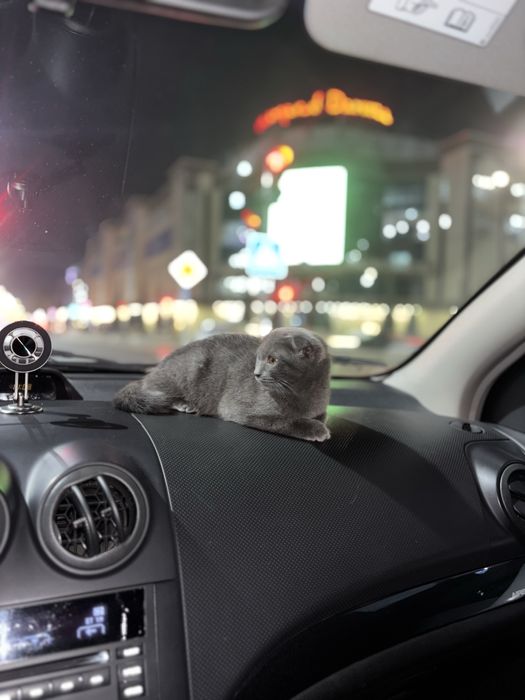 mushuni qchigi kelishtrp beraman