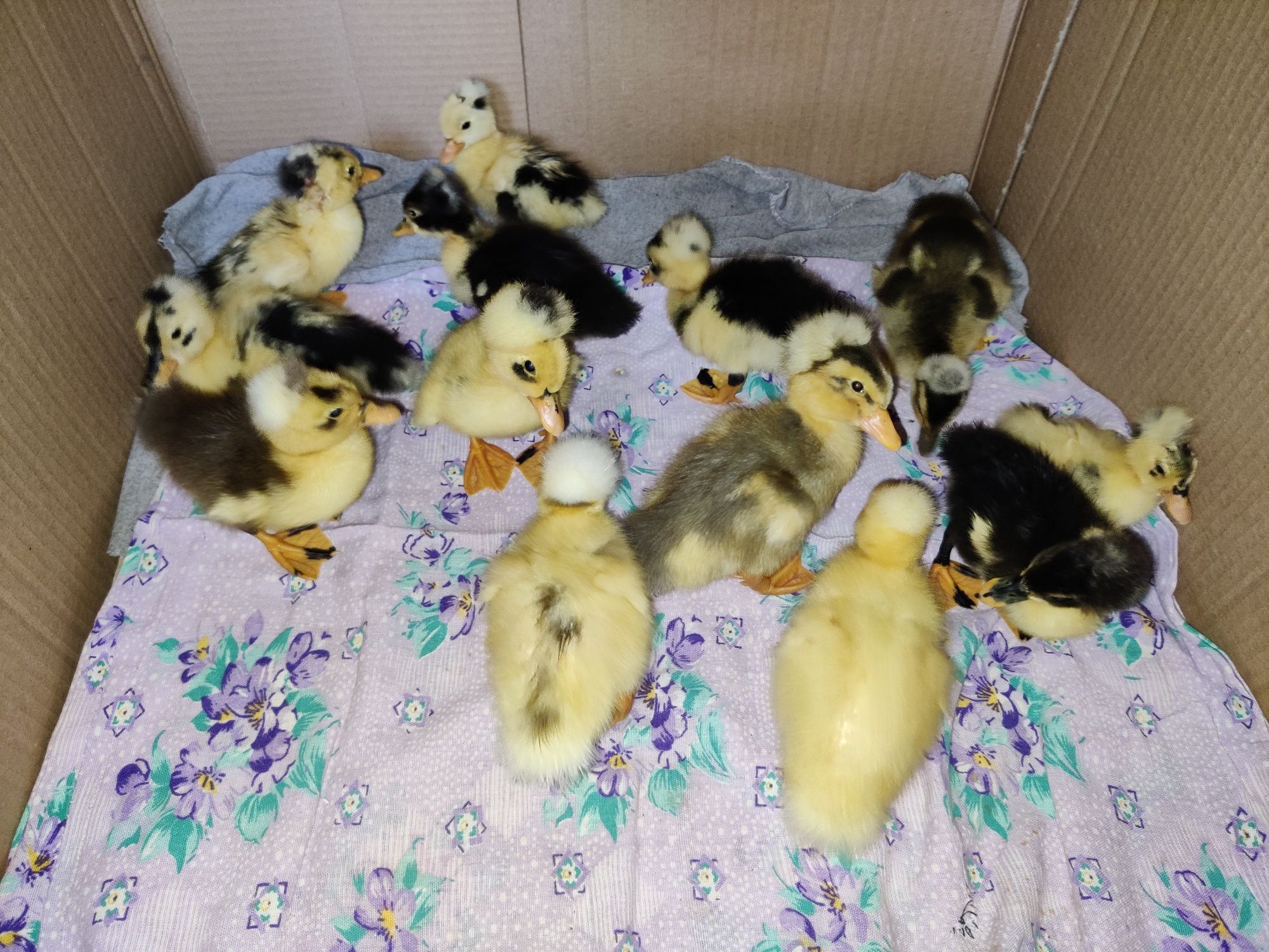 ouă rațe moțate pentru incubat / ouă rață moțată/ rate motate