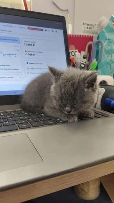 Продаются шотландские котята