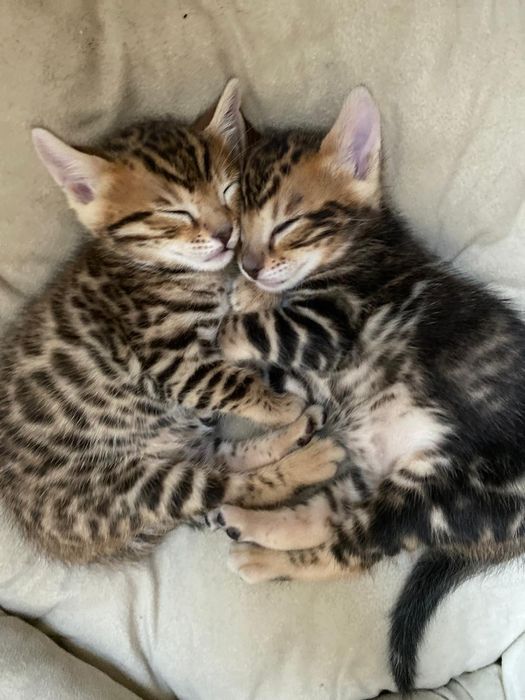 Котята бенгалы 1.5 месяца