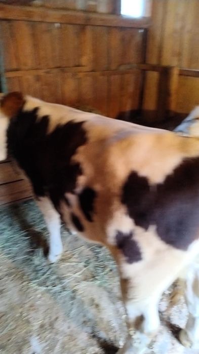 Vand doi vitei si o vitica