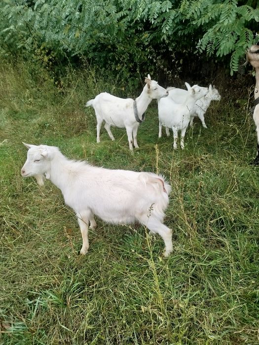 Vand capre de rasă alpină mai multe detalii la telefon.