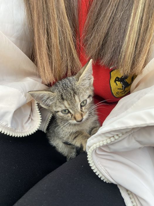 Обезпаразитено, чисто и много сладко. Подарявам коте на месец