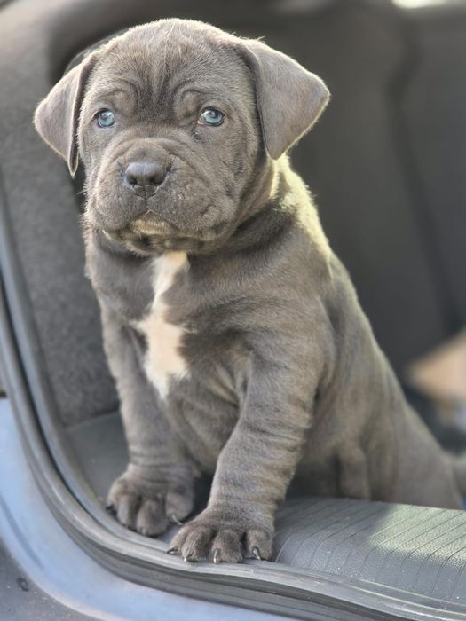 Кученца 3месеца Кане Корсо